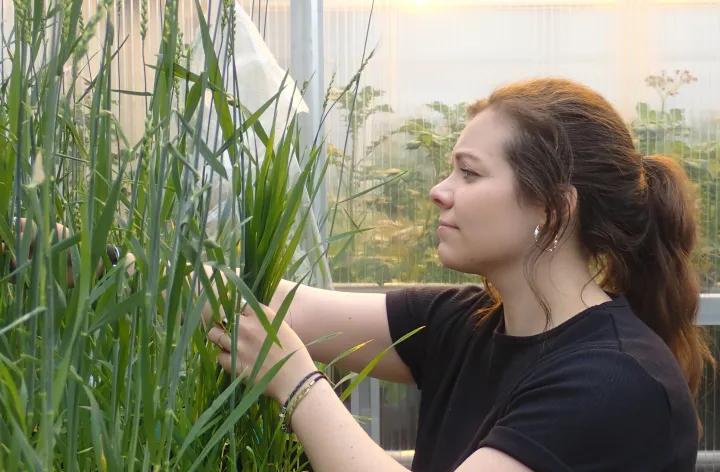 woman examining plants in a greenhouse